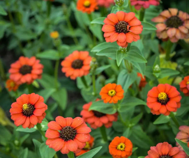 Peruviana Zinnia Seeds