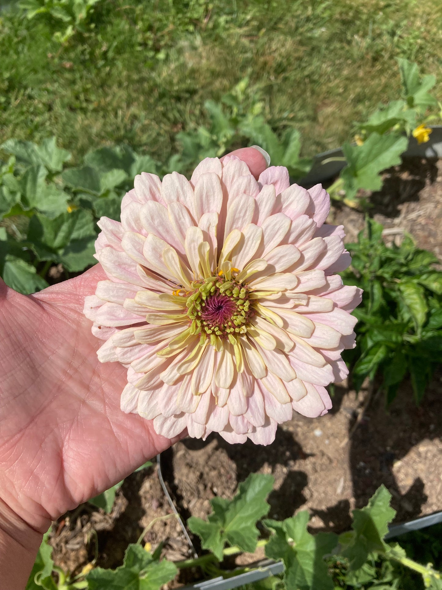 California Giant Zinnia Seeds