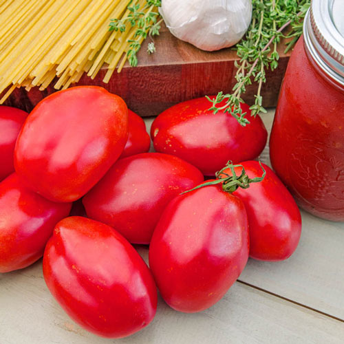 Amish Paste Tomato Plant