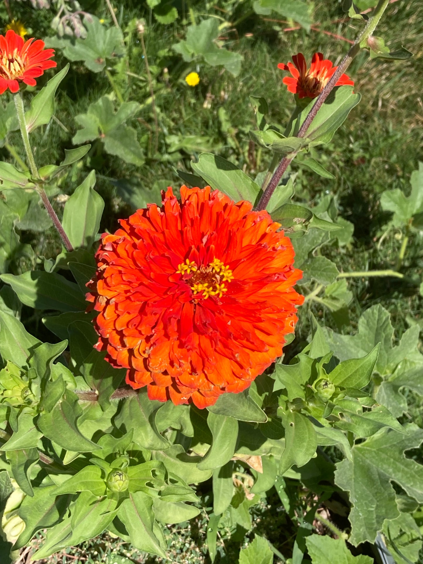California Giant Zinnia Seeds