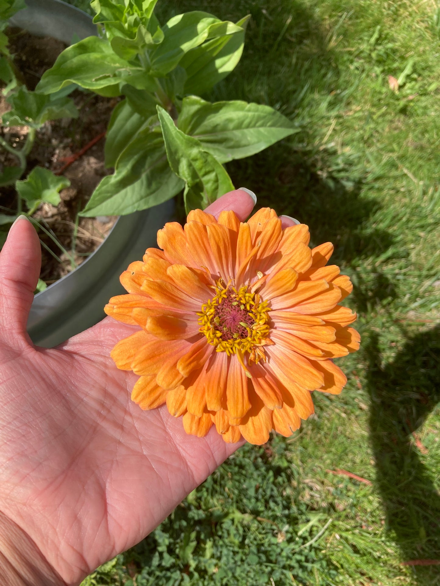 California Giant Zinnia Seeds