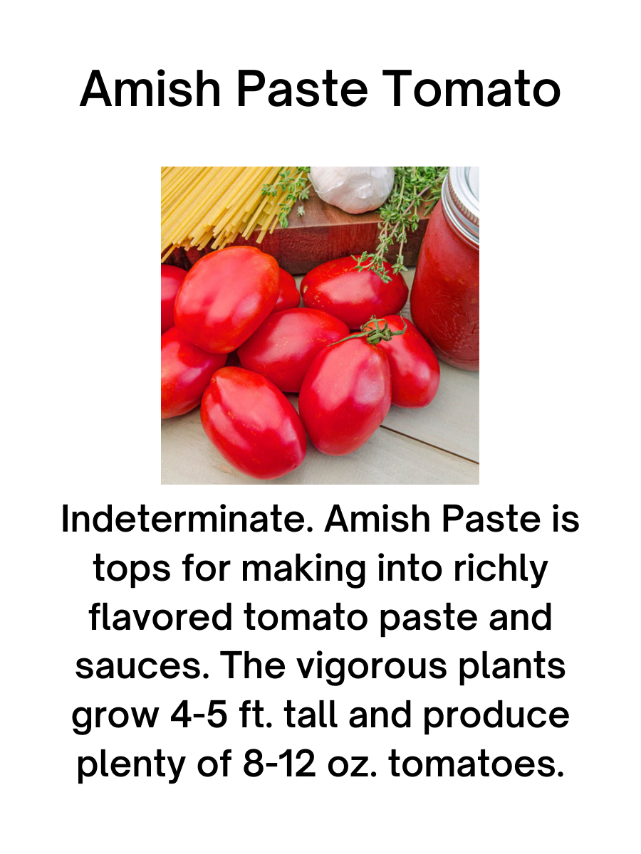 Amish Paste Tomato Plant