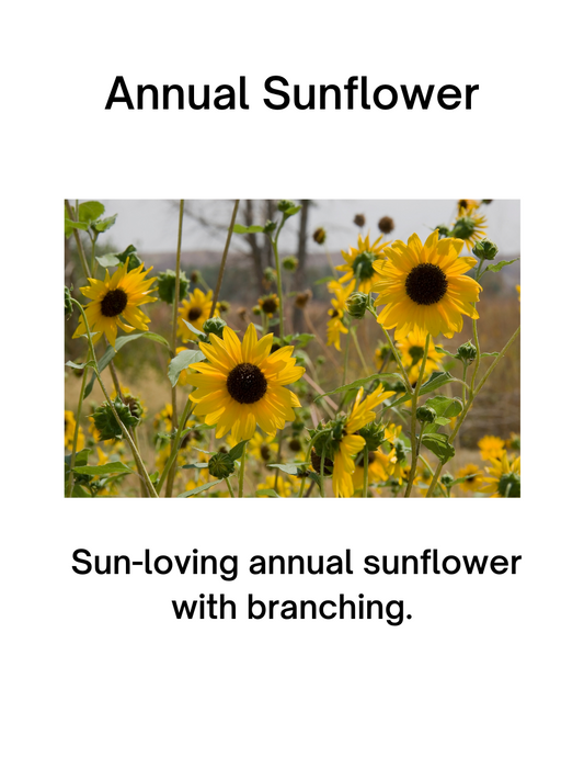 Wild Annual Sunflower Seeds