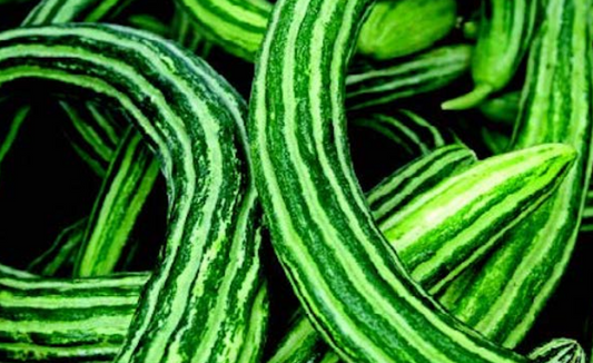 Armenian Cucumber Plant