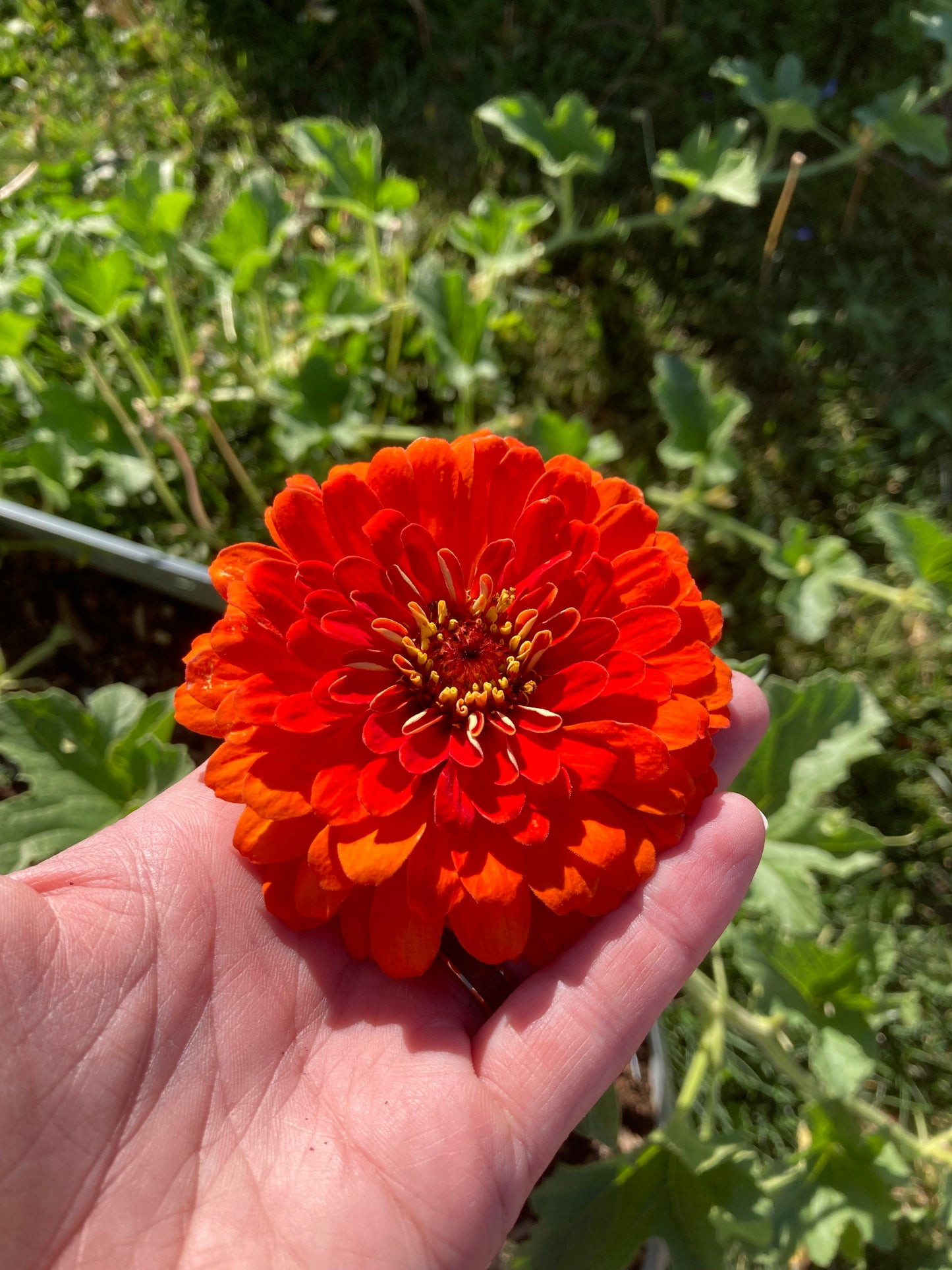 California Giant Zinnia Seeds