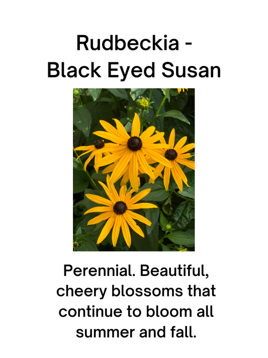 Rudbeckia - Black Eyed Susan Seeds