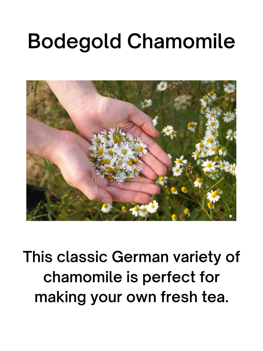 Bodegold Chamomile Plant