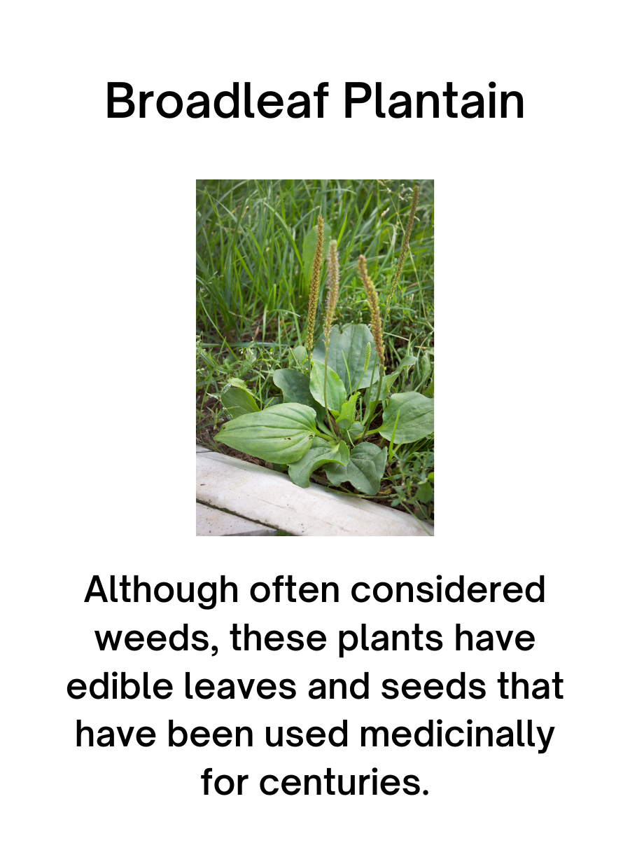 Broadleaf Plantain Seeds