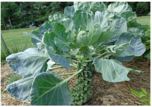 Long Island Improved Brussel Sprouts Plant