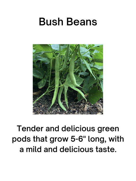 Tendergreen Bush Bean Seeds