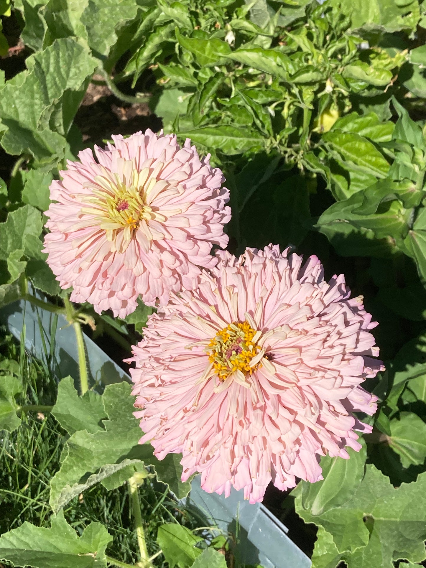 California Giant Zinnia Seeds