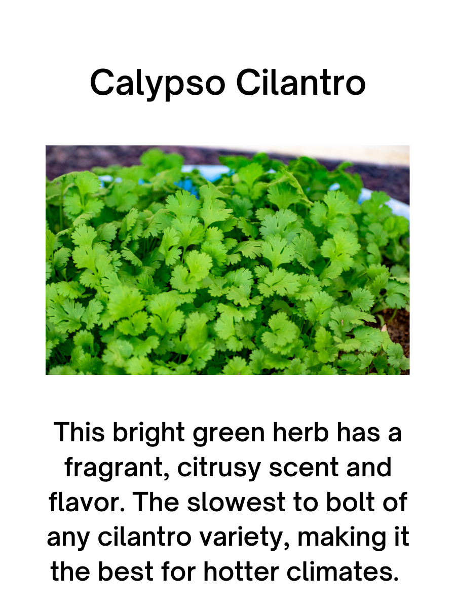 Calypso Cilantro Plant