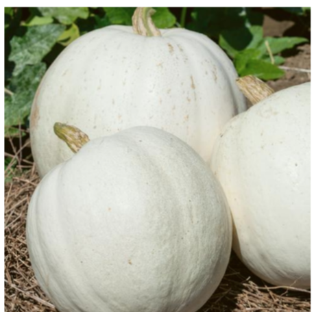 Casper White Pumpkin Plant