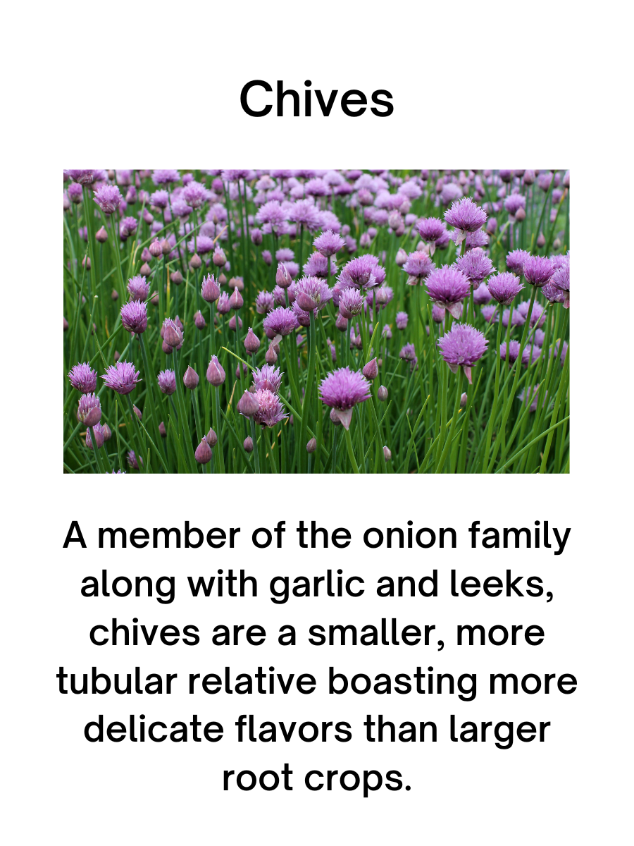 3" Chives