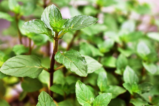 Chocolate Mint Plant