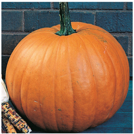 Connecticut Field Pumpkin Plant