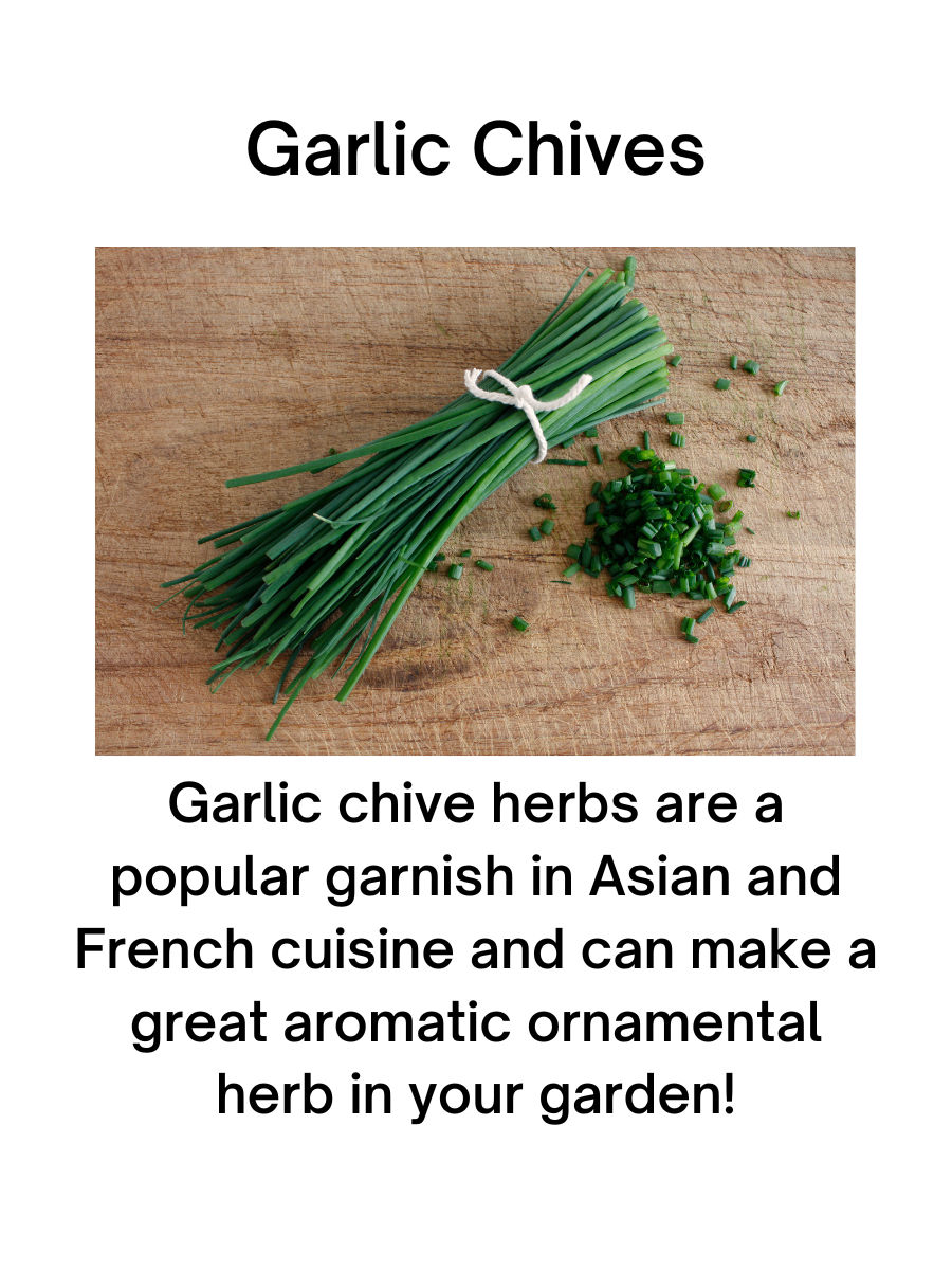 3" Garlic Chives