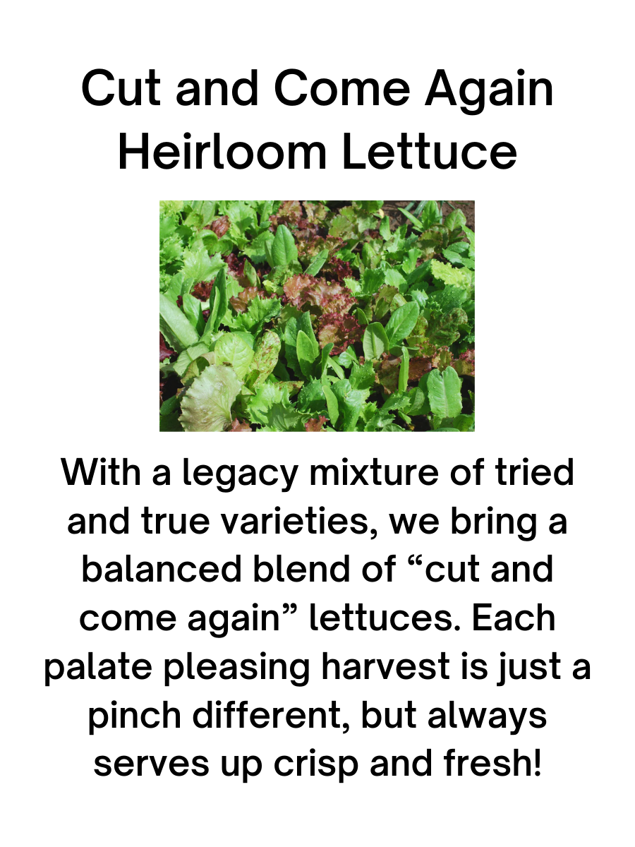 Heirloom Cut & Come Again Lettuce - 6 pk