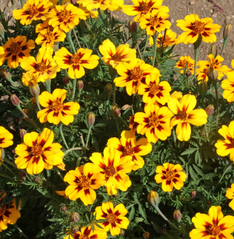 Dainty Marietta Marigold Plant - 6 pk