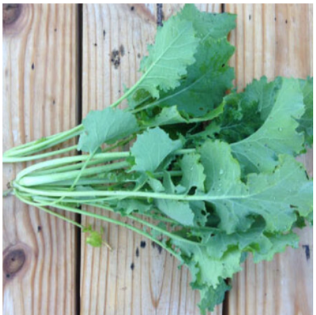 Dwarf Siberian Kale Plant - 4"