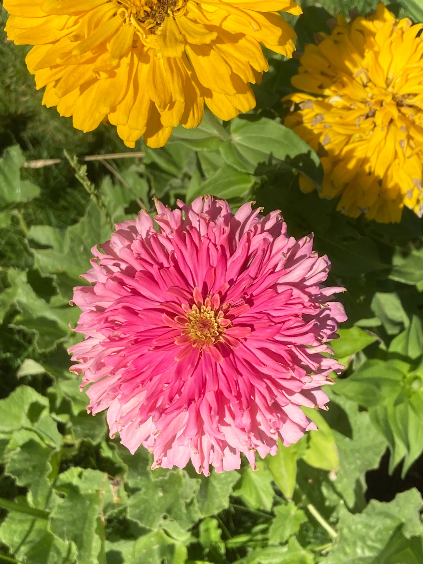 California Giant Zinnia Seeds