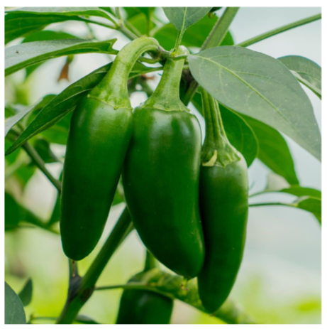 Early Jalapeno Pepper Plant