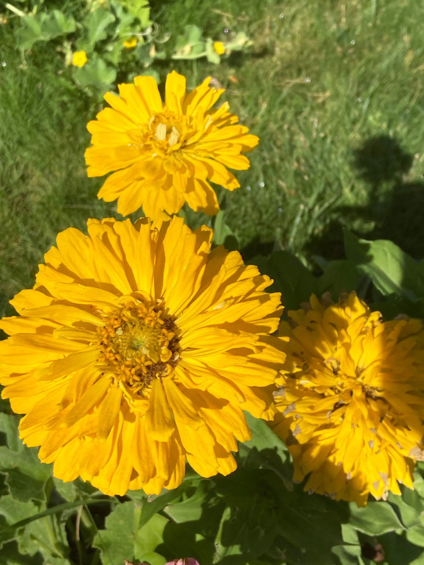 California Giant Zinnia Seeds