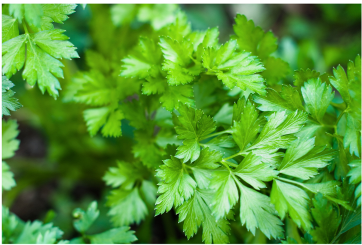 Flat Leaf Parsley Plant