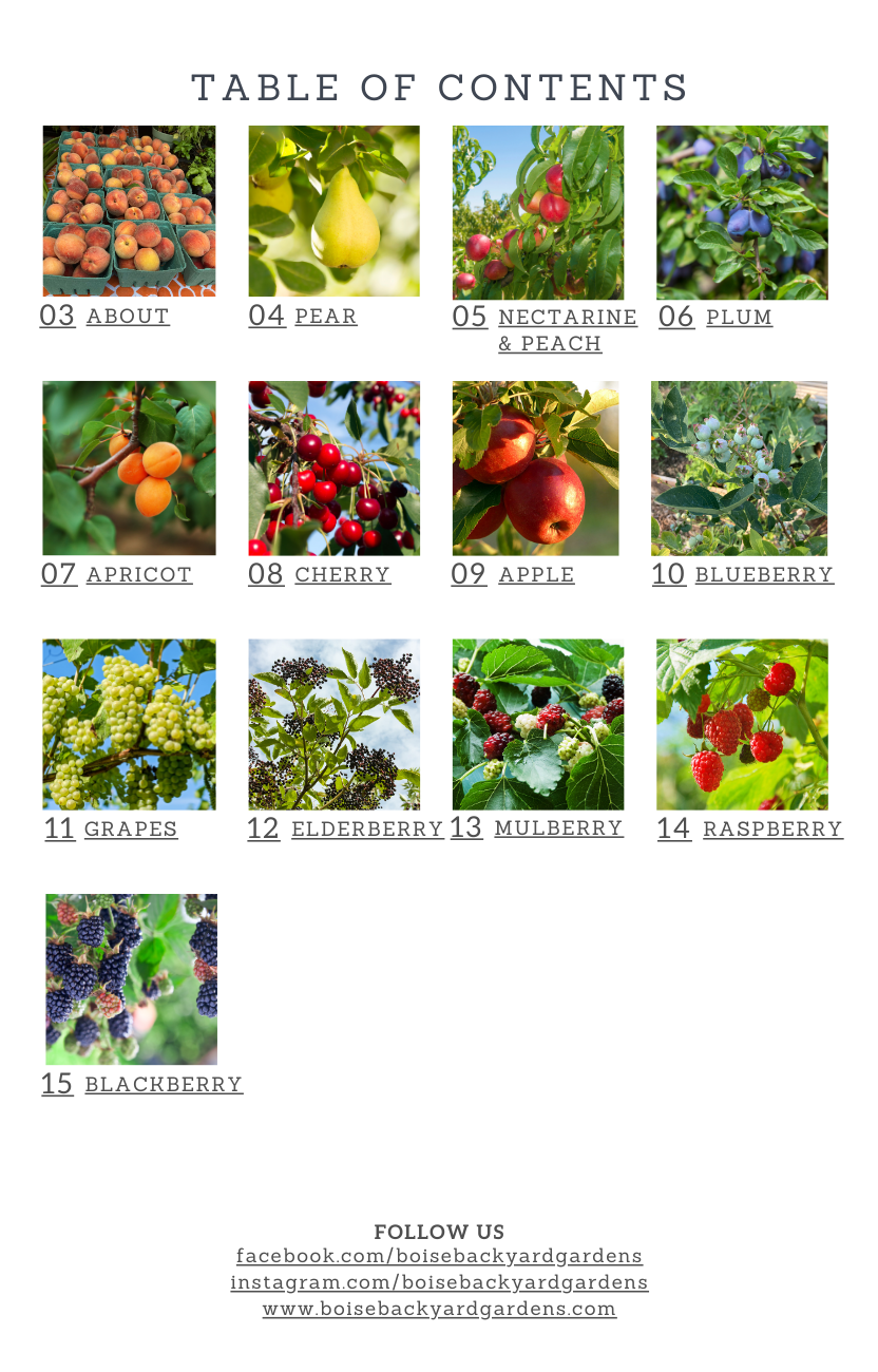 Fruit Tree Guilds For an Edible Landscape in the USDA Planting Zone 6 Guide