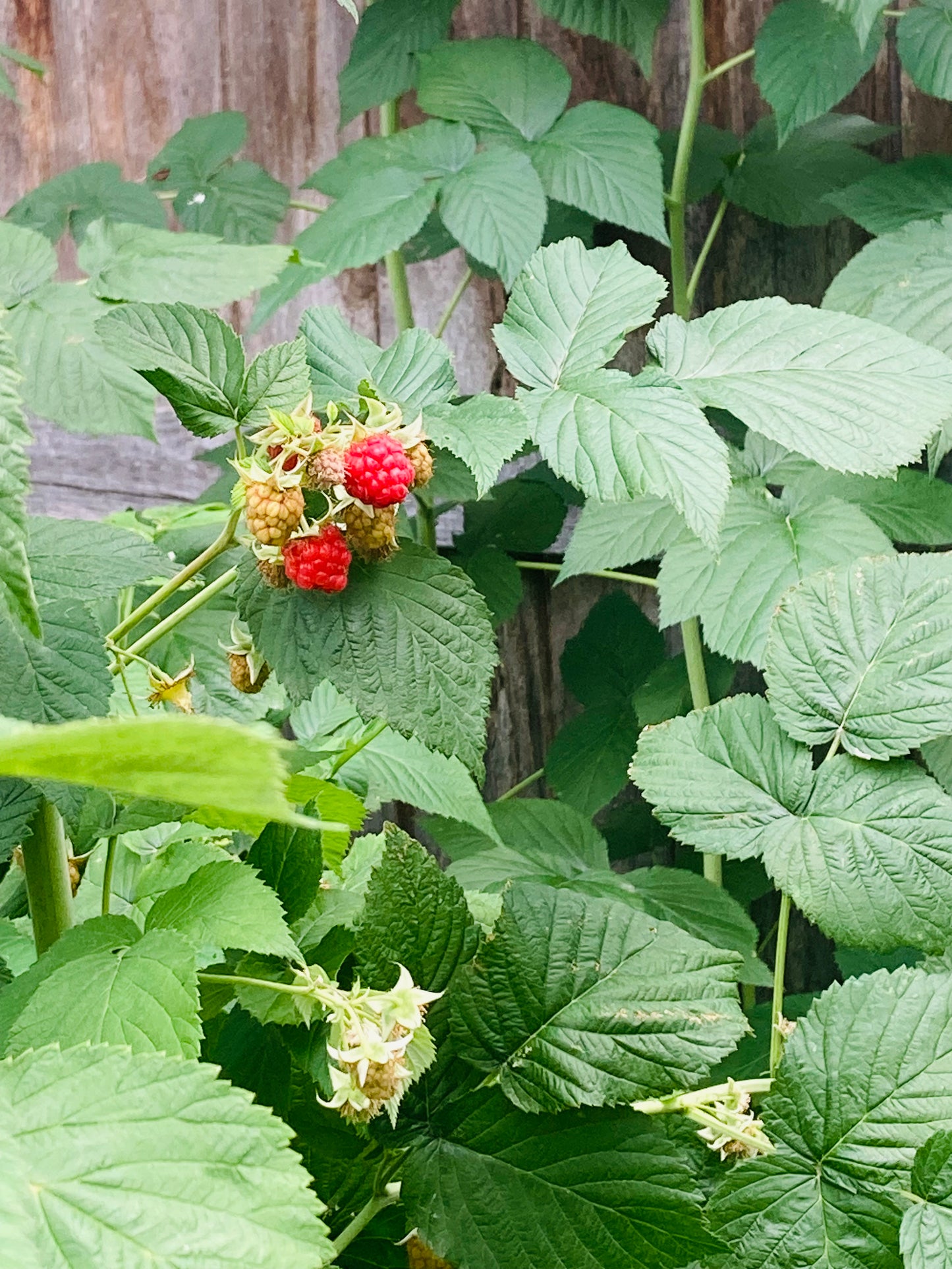 Berry Orchard Collection
