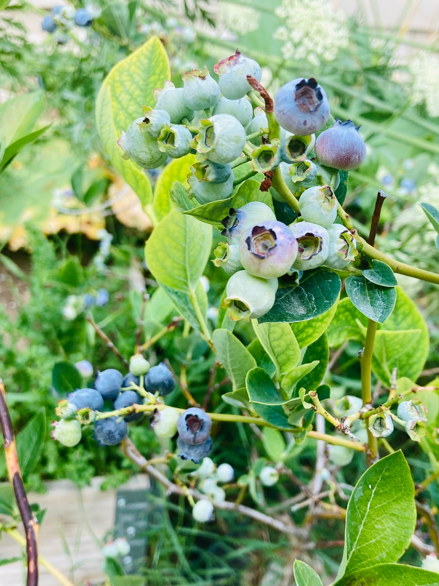 Backyard Orchard Collection