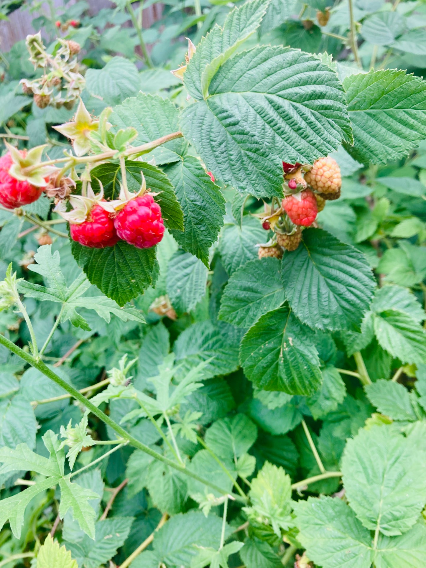 Backyard Orchard Collection
