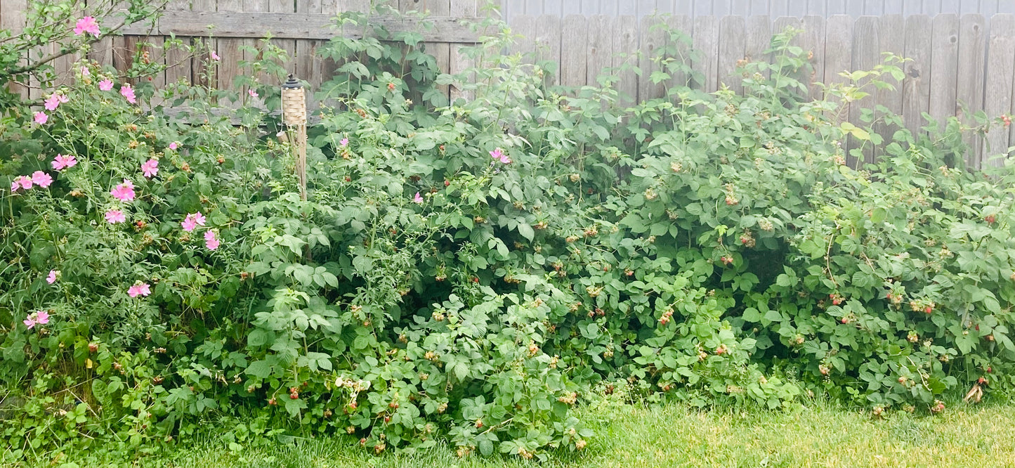 Berry Orchard Collection
