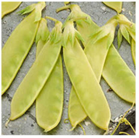 Golden Snow Pea Plants - 6 pk