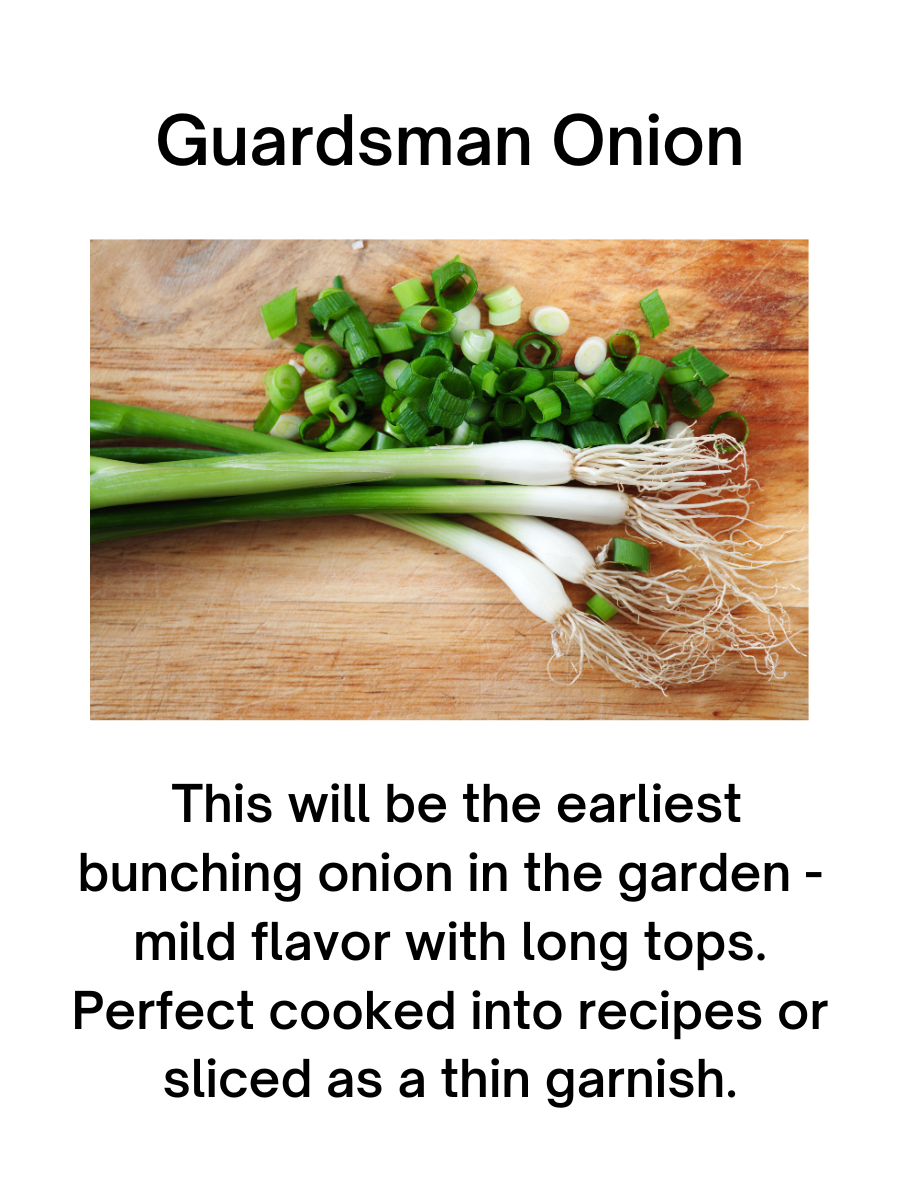 3" Guardsman Onion (Green Onions) - Approx 15 plants