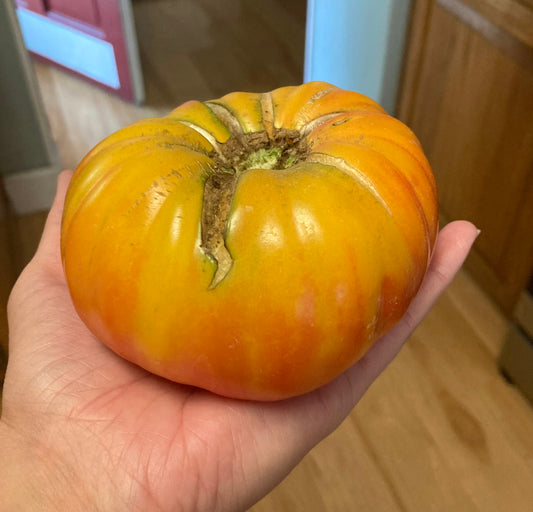 Big Rainbow Tomato Plant