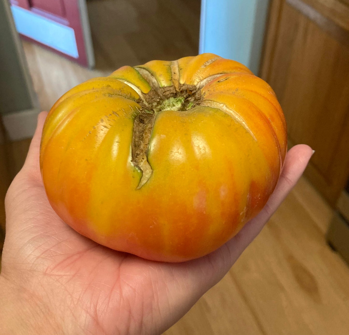Big Rainbow Tomato Plant
