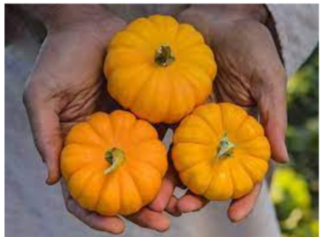 Jack Be Little Pumpkin Plant