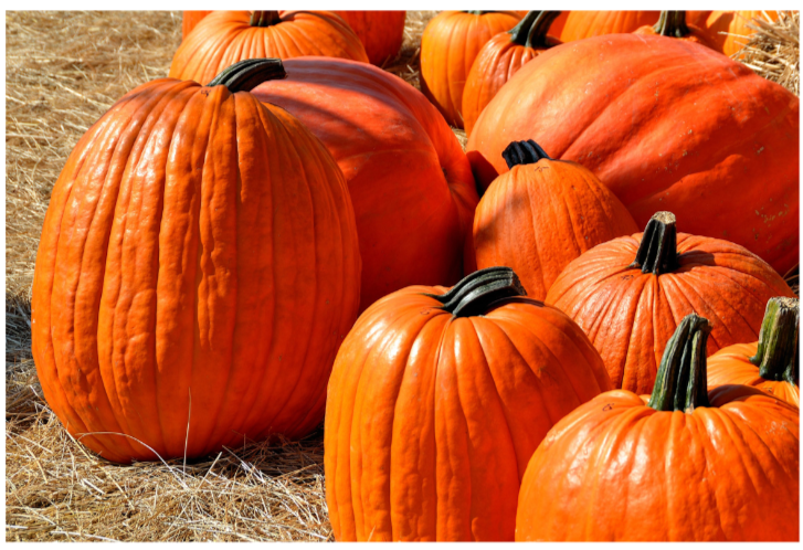 Jack O Lantern Pumpkin Plant