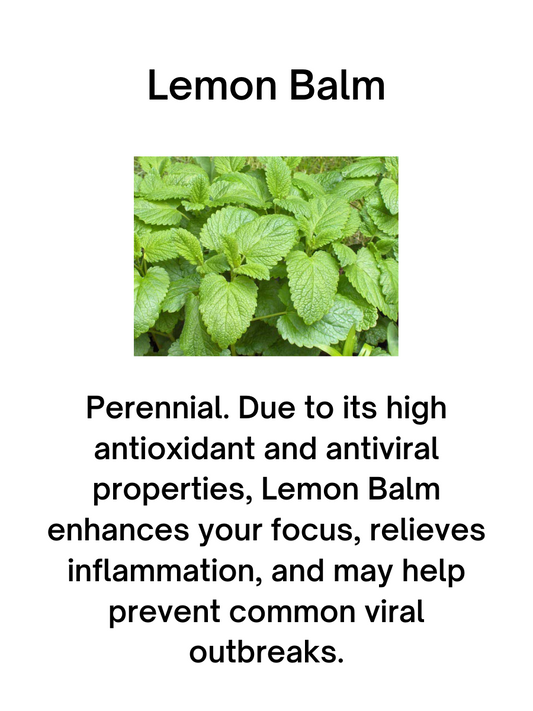 Lemon Balm (Melissa) Seeds