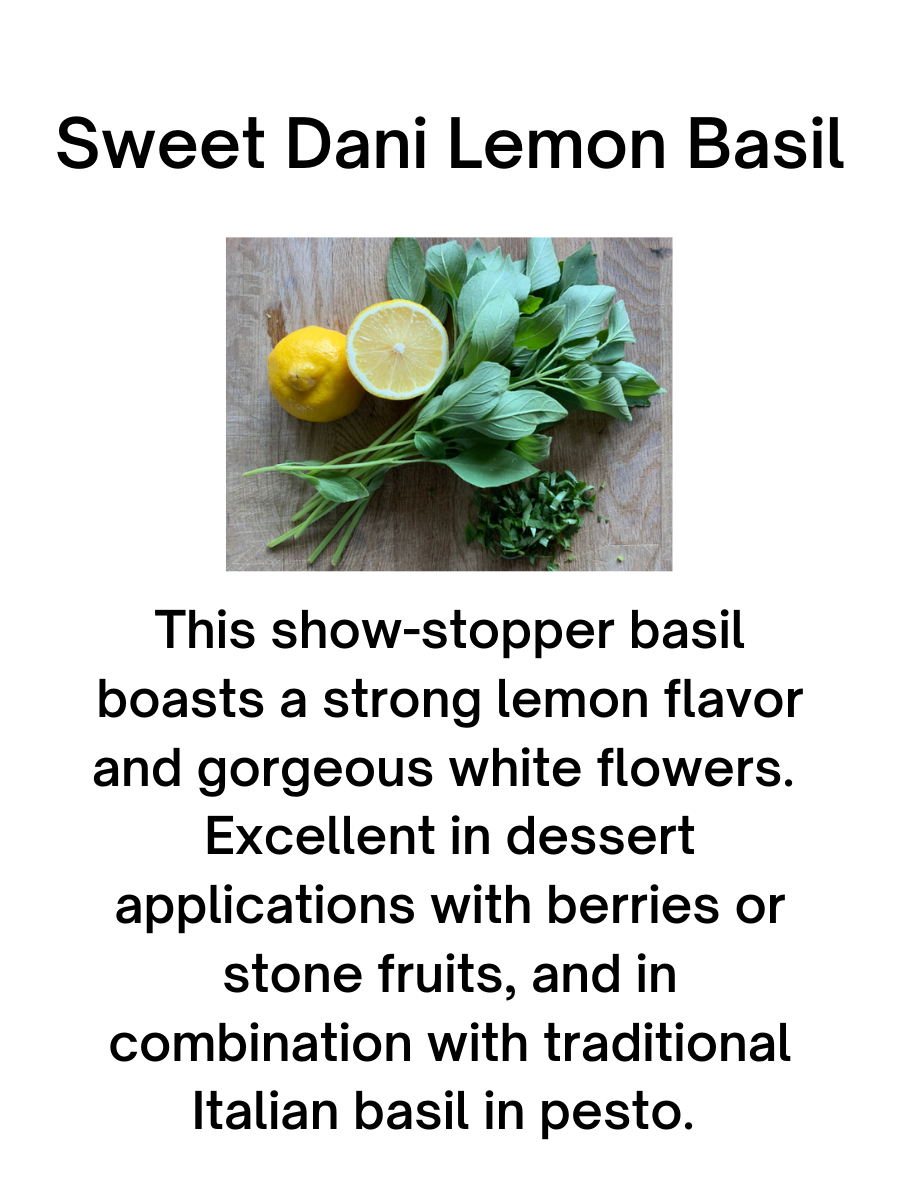 Sweet Dani Lemon Basil Plant