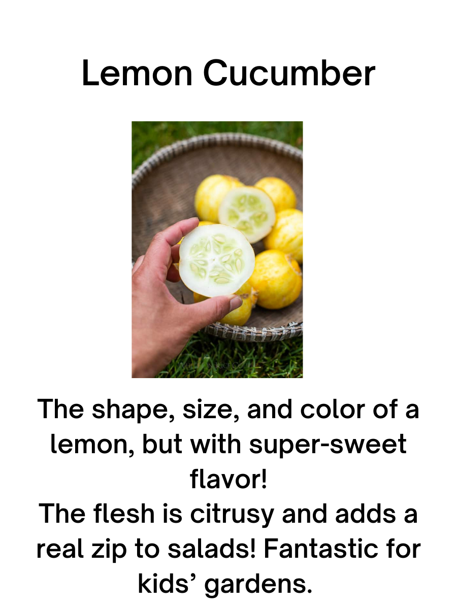Lemon Cucumber Plant