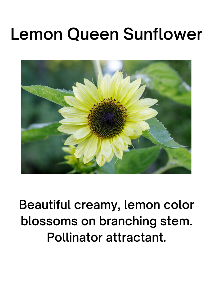 Lemon Queen Sunflower Seeds