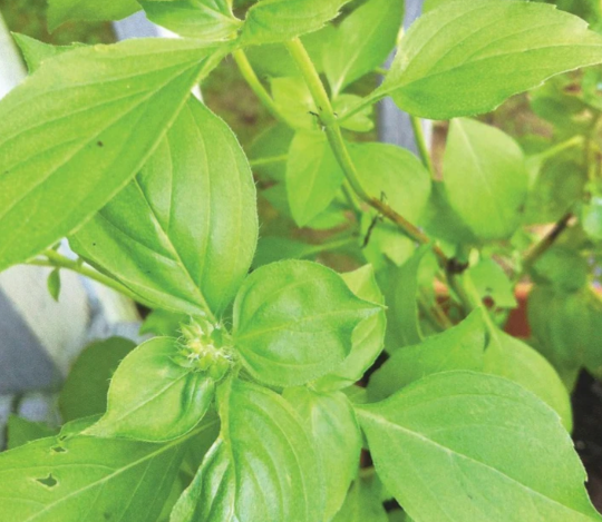 Lime Basil Plant