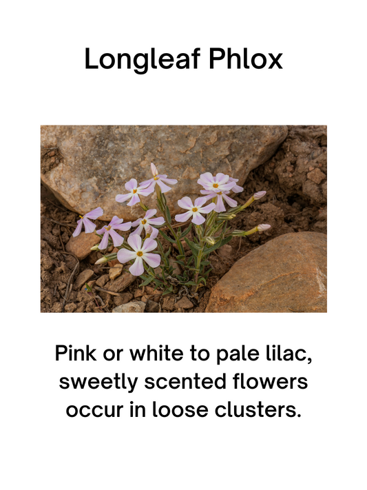 Longleaf Phlox Seeds