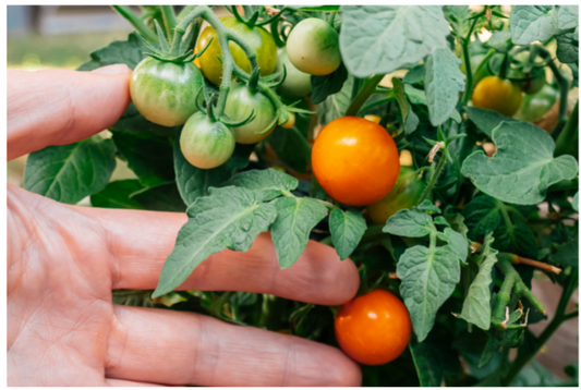 Orange Hat Tomato Plant