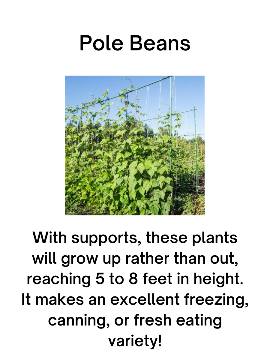 Kentucky Wonder Pole Bean Plants - 6 pk