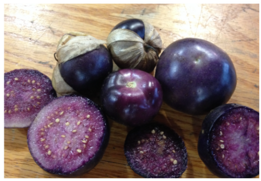 Purple Tomatillo Plant