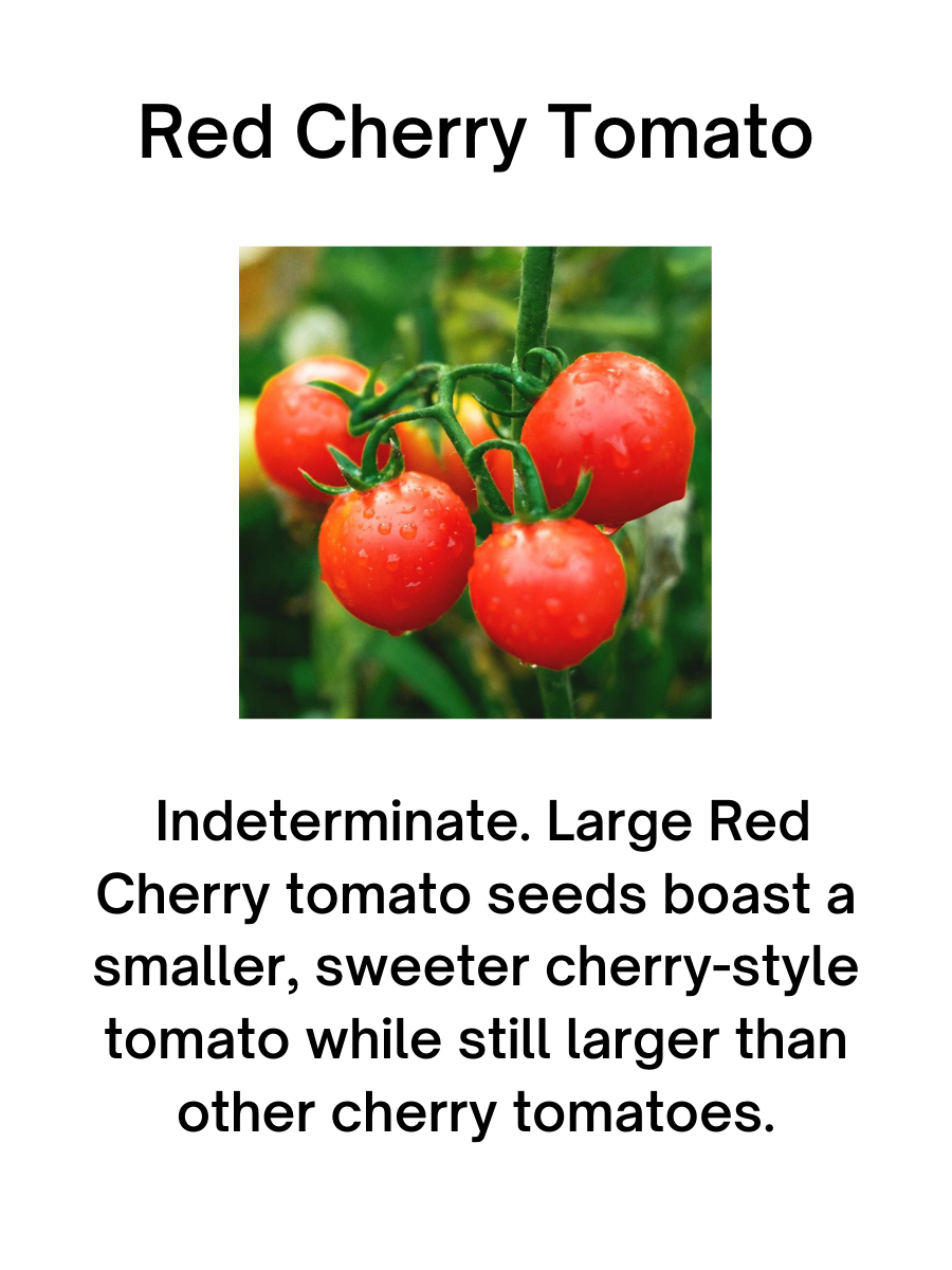Red Cherry Tomato Plant
