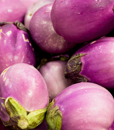 Rosa Bianca Eggplant Plant
